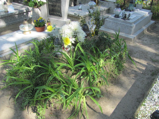 Zbigniew Wiśniewski 1961 Gniezno Bierzglinek - Grobonet - Wyszukiwarka osób pochowanych